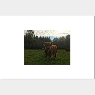 Scottish Highland Cattle Calf 2029 Posters and Art